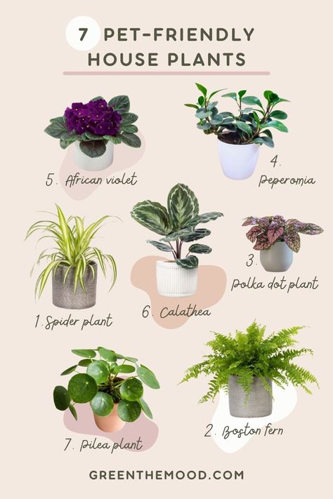 7 Pet-Friendly House plants! Use these Indoor Plants If You Are A Cat Or Dog Owner!Safe plants for cats and dogs, Plant lover ideas, Plant lover gifts, Plant inspirations, House plants ideas, Indoor plant tips for Plant Moms and Plant Lovers. Fall Plants Ideas for Pet Owners! Nontoxic Plants For Cats, Cat Friendly Home Decor, Cat Friendly House Plants, Cat Home Ideas Indoor, Safe Plants For Cats, Indoor Plant Tips, House Plants Ideas, Plants Ideas Indoor, Plants For Cats