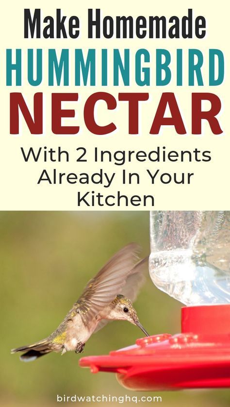 Humming Bird Feeders Recipe, Diy Hummingbird Nectar, Homemade Hummingbird Feeder Diy, Best Hummingbird Feeder Recipe, Hummingbird Food Recipe Homemade, How To Make Hummingbird Nectar, Hummingbird Water Recipe, Diy Hummingbird Feeder Easy, Humming Bird Nectar Recipe