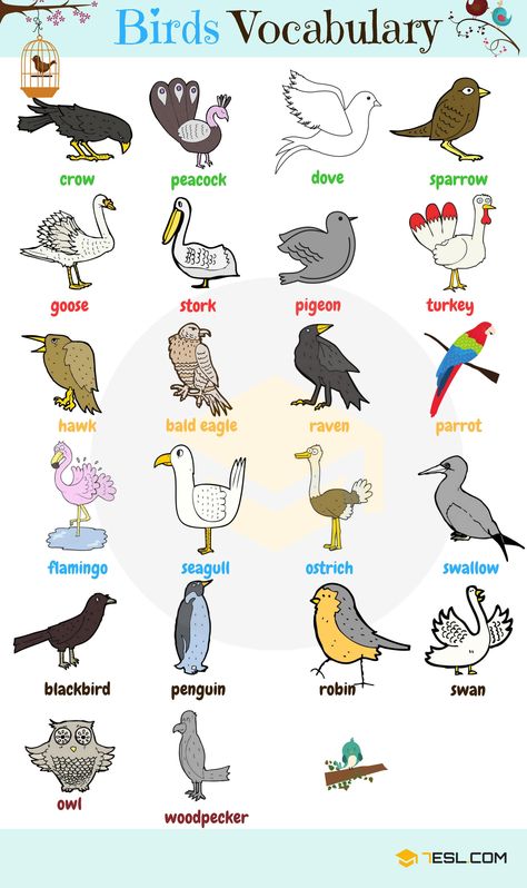 Birds Vocabulary in English German Animals Vocabulary, Bird Names, Different Types Of Birds, Animals Name In English, अंग्रेजी व्याकरण, Birds Images, Types Of Birds, Names List, Learning English For Kids