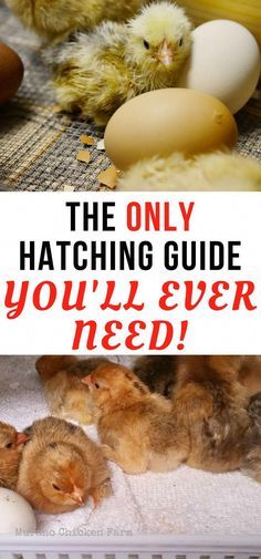 Cheap Chicken Run, Chicken Eggs Hatching, Incubating Chicken Eggs, Hatching Chickens, Chicken Incubator, Raising Farm Animals, Raising Chicks, Backyard Chicken Farming, Hatching Chicks