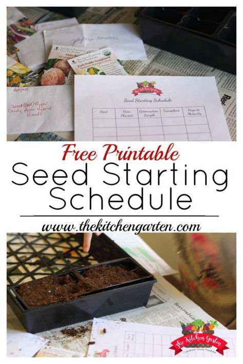 Grab this free printable seed starting schedule and get your garden off on the right track! Seed Starting Schedule, When To Plant Garden, Seed Planting, Food Gardening, Growing Tomatoes In Containers, Starting Seeds Indoors, Indoor Vegetable Gardening, Fall Garden Vegetables, Organic Vegetable Garden