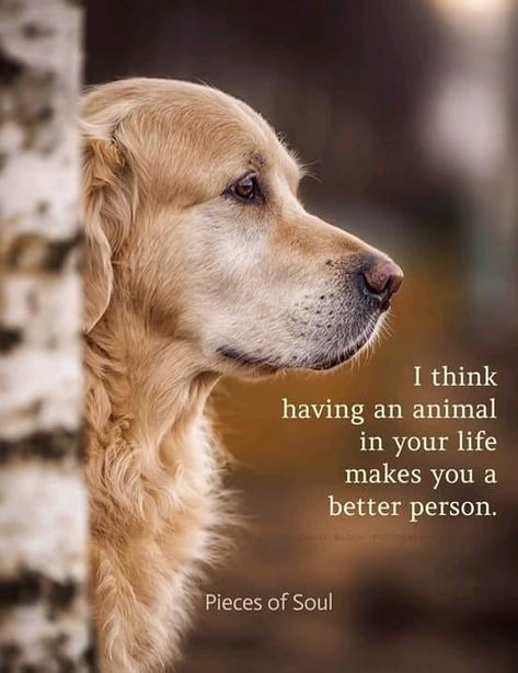 Nature, Dog Quotes, Best Dog Quotes, Animal Lover Quotes, Söt Katt, Dog Lover Quotes, Dog Quotes Love, Dog Rules, Animal Quotes