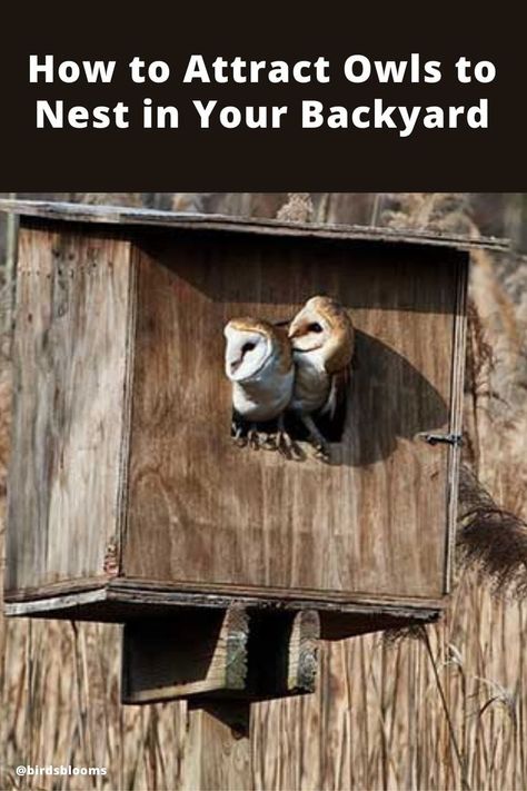 How to Attract Owls to Nest in Your Backyard Nature, Nesting Shelf For Birds, How To Attract Owls To Your Yard, Owl Nesting Boxes How To Build, Bird Habitat Landscape Design, Backyard Bird Houses, Diy Owl House Nesting Boxes, Owl Houses Diy How To Build, Owl Box Diy