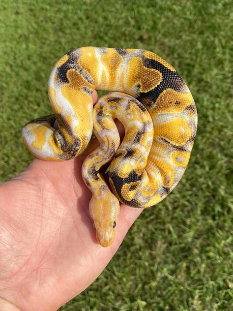 Paradox Ball Python, Cute Animals Pics, Snake Ball Python, Snakes Pet, Ball Python Pet, Baby Reptile, Pet Aesthetic, Pretty Snakes, Reptile Room