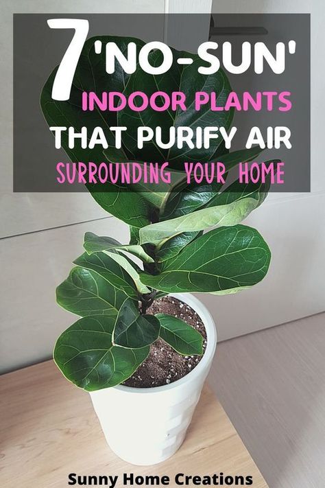 Air Cleaning House Plants, Air Filtering Plants, Inside House Plants, Best House Plants, Indoor Plants Clean Air, Best Plants For Bedroom, Best Air Purifying Plants, Low Light House Plants, Indoor Plants Low Light