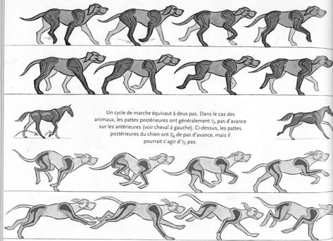 preston_blair2 Animal Walking, Animation Walk Cycle, Running Drawing, Running Illustration, Dogs Walking, Walking Animation, Dog Run, Dog Running, Run Cycle