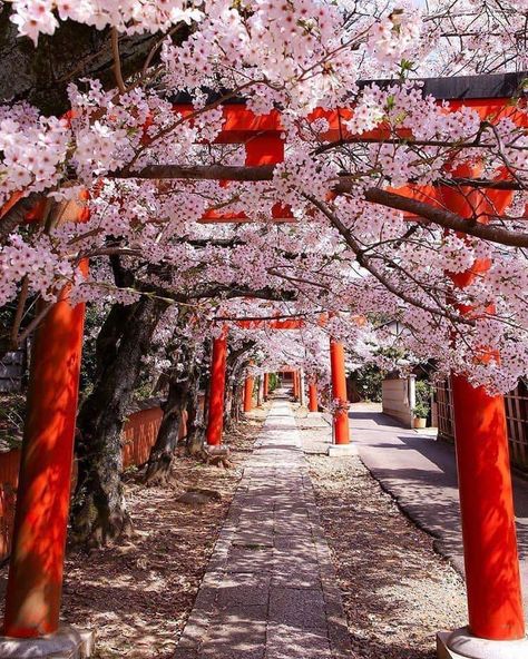 Japan Sakura, Cherry Blossom Japan, Japan Landscape, Japan Photography, Go To Japan, Japan Aesthetic, Aesthetic Japan, Lukisan Cat Air, Japan Photo