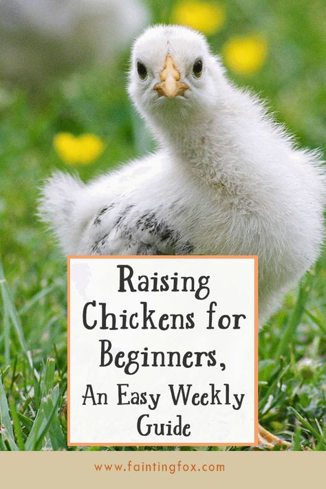 Raising Chickens for Beginners, An Easy Weekly Guide Chicks For Beginners, Raising Chickens For Beginners, Chickens For Beginners, Chicken Brooder, Chicken Coop Garden, Meat Birds, Chicken Poop, Day Old Chicks, Raising Chicks