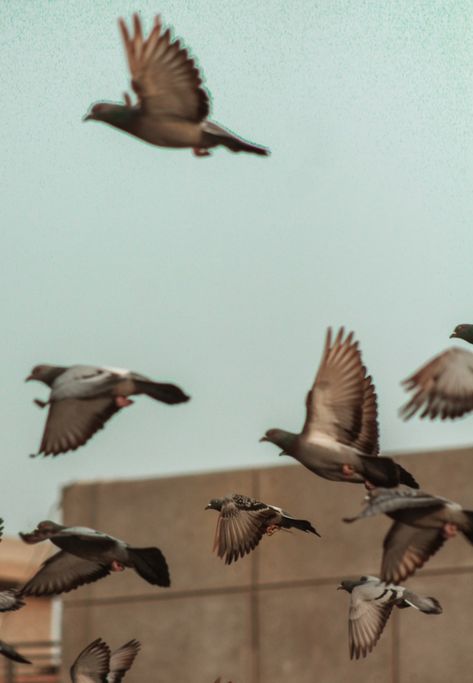 flock of birds flying during daytime photo – Free Karachi Image on Unsplash Flock Of Birds Flying, Photos Of Animals, Free High Resolution Photos, Flock Of Birds, Karachi Pakistan, Birds Flying, Hd Photo, Nature Animals, Hd Images