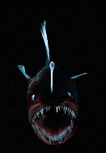 Deep Sea Anglerfish: A fleshy growth, or lure, projects from this fish's head and attracts prey. When touched, it triggers the anglerfish's teeth to attack. Deep Sea Creatures, Photo Deep, Deep Sea Life, Fauna Marina, Angler Fish, Underwater Creatures, Underwater Life, Deep Sea Fishing, Deep Blue Sea