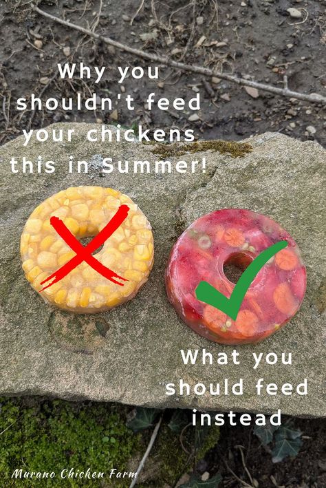 round frozen chicken treats for summer Chicken Ice Cube Treats, Chicken Coop Food Ideas, Frozen Corn Treats For Chickens, Chicken Cooling Off, Chicken Treats Homemade, Yogurt For Chickens, Diy Treats For Chickens, Homemade Treats For Chickens, Dollar Store Chicken Supplies