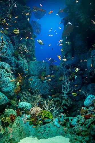 SEA Life Aquarium | Beautiful underwater scene at SEA Life A… | Flickr Coral Reef Photography, Sentosa Singapore, Sea Life Aquarium, Beautiful Underwater, Bawah Air, Scuba Diving Photography, Underwater Scene, Sea Plants, Sea Life Art