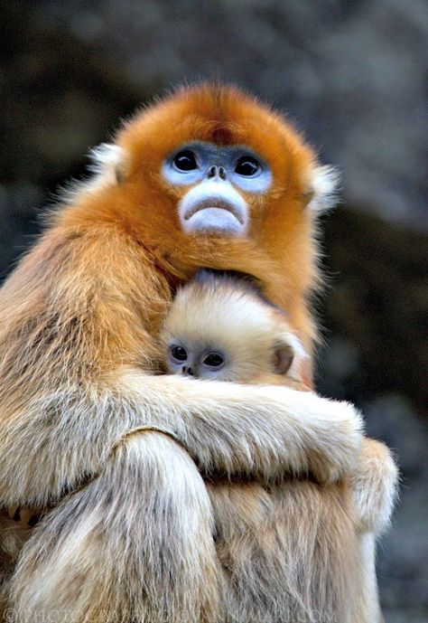 Top Golden Snub-Nosed Monkey Facts! - Fun Facts You Need to Know! Baboon, Different Types Of Monkeys, Snub Nosed Monkey, Types Of Monkeys, Monkey World, Pet Monkey, Monkeys Funny, Wildlife Animals, Primates
