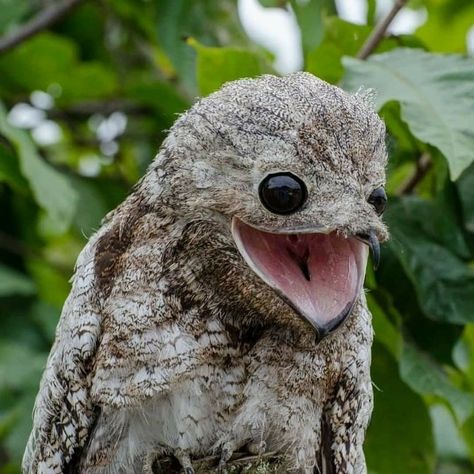 Nightjar Bird, Great Potoo, Potoo Bird, American Animals, Bird Watcher, Rare Birds, Wildlife Photos, Exotic Birds, The Order