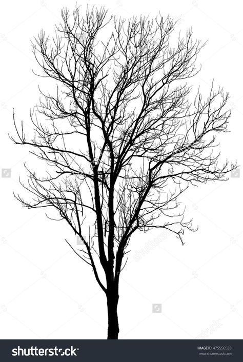Tree silhouette, Dry Tree Or Dead Tree on white on background.  #tree #dry #dead… Bare Tree Drawing, Trees Art Drawing, Tree Branch Tattoo, Tree Drawings Pencil, Silhouette Tree, Background Tree, Tree Photoshop, Dry Tree, Tree Beautiful