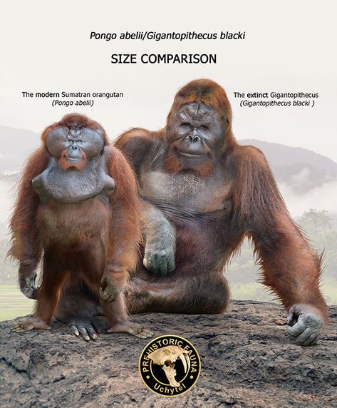 Gigantopithecus was a genus of ape that existed from 1 to 5 million years ago in what is today the countries of China and India. Ground Sloth, Sumatran Orangutan, Prehistoric Wildlife, Prehistoric World, Ancient Animals, Extinct Animals, Prehistoric Creatures, Great White Shark, Prehistoric Animals