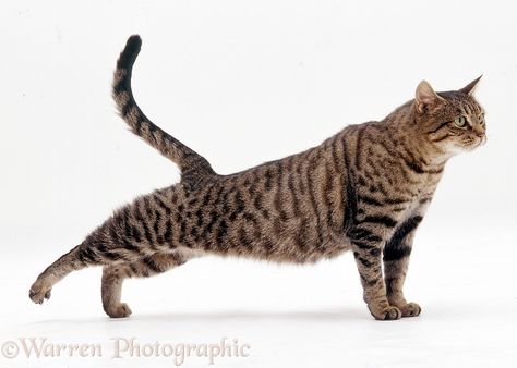 Tabby cat stretching Cat Stretching, Cat Anatomy, Frida Art, Warrior Cat Drawings, Kitten Photos, Cat Reference, Cat Ideas, Cat Yoga, Cat Pose