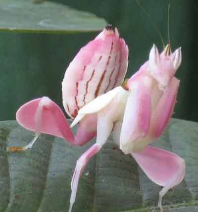 And I Think to Myself...What A Wonderful World.: Creature Feature: Orchid Mantis. Nature, Amphibians Animals, Mantis Tattoo, Orchid Mantis, Mantis Religiosa, Nature Aesthetics, Blue Lotus Flower, Cool Bugs, Animal Nails