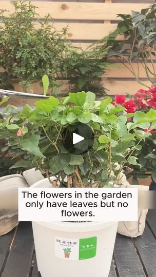 Home Made Fertilizer, Homemade Plant Fertilizer, Gardening Plants, Fertilizer For Plants, Plants Indoor, 1k Views, Garden Styles, Cool Tools, Garden Inspiration