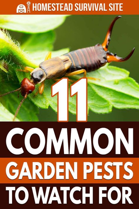 Garden Pests Identification, Early Summer Morning, Garden Pests Control, Gardening Veggies, Garden Critters, Bug Spray Recipe, Regenerative Farming, Get Rid Of Spiders, Plant Bugs