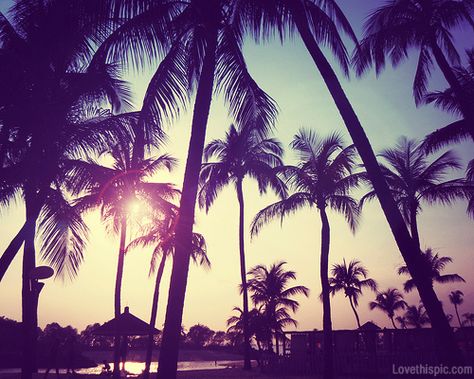 Palm Trees At Sunset Pictures, Photos, and Images for Facebook ... Tumblr, Tumblr Girly Aesthetic 2013, 2010s Aesthetic, Summer Tumblr, Coachella 2016, Pink Tumblr Aesthetic, I'm Waiting, Jolie Photo, Summer 2014