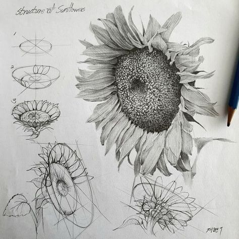 Drawing Tutorial with no Moving Parts Structural Drawing, Sunflower Sketches, Sunflower Drawing, Flower Line Drawings, Flower Drawing Tutorials, Perspective Art, Art Pastel, Draw Art, Arte Sketchbook