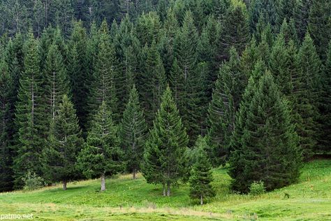 Image of a forest of coniferous trees in the french Alps Spruce Forest, Conifer Forest, Coniferous Trees, Coniferous Forest, Forest Village, Juniper Tree, Cedar Forest, Forest Ecosystem, Pine Trees Forest