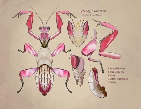 Vintage Style Orchid Mantis Scientific Botanical Illustration - Etsy Orchid Praying Mantis Tattoo, Lotus Mantis, Orchid Mantis Oc, Praying Mantis Anatomy, Mantis Scientific Illustration, Praying Mantis Sketch, Orchid Mantis Character Design, Orchid Mantis Drawing, Praying Mantis Oc