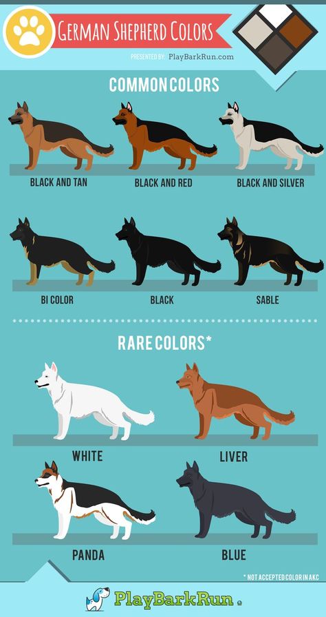 German shepherds come in all varieties of beautiful colors and lengths. Grooming and Care also play a big part in their coat health. Learn about all the colors, AKC breed standards, and coat care. #germanshepherd #grooming #dogs Samoyed German Shepherd, Bi Color German Shepherd, Big German Shepherd, German Shepherd Colors, Ras Anjing, Grooming Dogs, German Dog Breeds, All Dog Breeds, Rare Dog Breeds