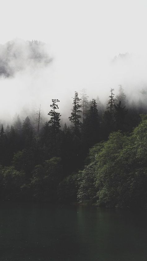 nothing quite like mist over forestry Dark Naturalism, Dark Tree, Iphone 6 Wallpaper, Forest Lake, Nature Backgrounds, Nature Aesthetic, Fotografi Potret, Dark Wallpaper, Nature Wallpaper
