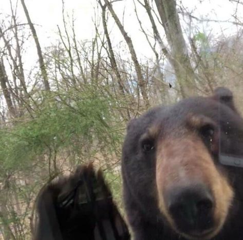 From A Friend Of A Friends Kitchen Window This Morning In NY Bear Meme, Kodiak Bear, Funny Bears, Bear Photos, Bear Pictures, Love Bear, Silly Animals, Grizzly Bear, Big Bear