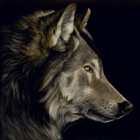 Profile of a Wolf - Sally Maxwell, master scratchboard artist Wolf Profile, Scratchboard Artists, Wolf Pattern, Scratchboard Art, Howl At The Moon, Scratch Art, She Wolf, Wolf Love, Wolf Pictures