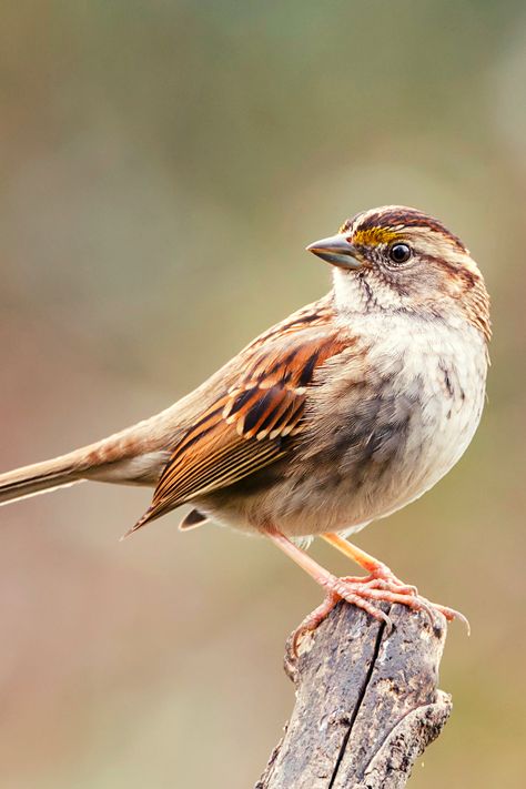 17 Beautiful Birds of Kentucky | White-throated Sparrow Birds In Nature Photography, Animals Full Body Photography, Animals Beautiful Photography Nature, Animal Full Body Photography, White Throated Sparrow Bird, Most Beautiful Birds Nature, Sparrow Reference, Beautiful Birds Photography Nature, Sparrow Bird Photography