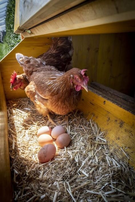 Grocery Store Items, Egg Laying Chickens, Luxury Plates, Farm Lifestyle, Laying Hens, Small Chicken, Highland Cattle, Egg Laying, Chickens And Roosters