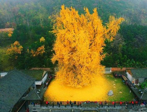 A 1400-year-old ginkgo tree in the ancient guanyin temple in #Xian.  The ground covers with yellow leaves, like a golden carpet. Ginko Tree, Ginkgo Biloba Tree, Chinese Tree, Maidenhair Tree, Color Verde Claro, Ginkgo Tree, Old Trees, Tang Dynasty, Ginkgo Biloba