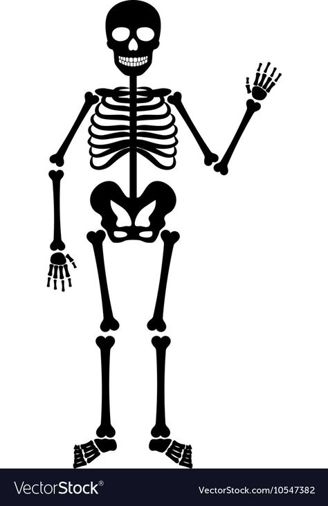 Halloween Skeleton Illustration, Halloween Skeletons Drawing, How To Draw A Skeleton Step By Step, Skeleton Svg Free, Skeleton Human Anatomy, Halloween Things To Draw, Skeleton Drawing Easy, Skating Skeleton, Calavera Halloween