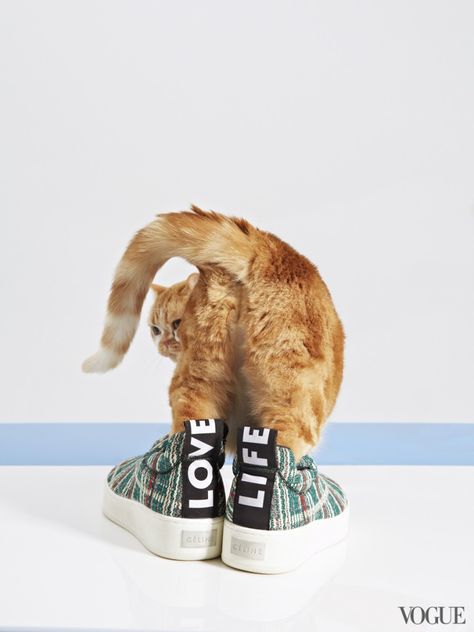 .shoes. Cat Flats, Ragdoll Kittens, Sneaker Trend, Siamese Kittens, Cat Fashion, Ginger Cats, Orange Cat, Doja Cat, Trend Fashion