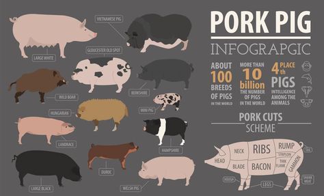 Yorkshire Pigs: Breed info, Lifespan, & more! Agriculture Education Lessons, Pig Breeds, Agriculture Education, Pig Farming, Infographic Template, Chicken Scratch, Infographic Templates, Animals Of The World, Design Vector