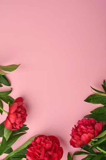 Premium Photo | Beautiful red peony flowers bouquet over pink background, top view, copy space, flat-lay. valentines day, mothers day background. Mother’s Day Background, Mother Day Background, Mothers Day Background, Mother's Day Banner, Mother's Day Background, Red Peony, Mother's Day Bouquet, Day Background, Red Peonies