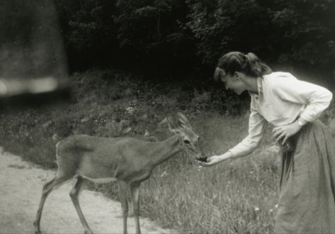 sylvia plath feeding blueberries to a deer Sylvia Plath, Tumblr, Blueberries, Silvia Plath, The Bell Jar, A Deer, Safari Baby Shower, The Secret History, Favorite Authors