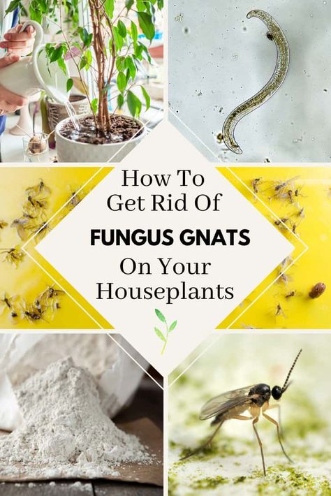 How to Get Rid of Fungus Gnats on Your Houseplants Getting Rid Of Nats, Gnat Spray, Gnats In House Plants, Fruit Flies In House, How To Get Rid Of Gnats, Fungus Gnats, Plant Bugs, Plant Pests, Plant Fungus
