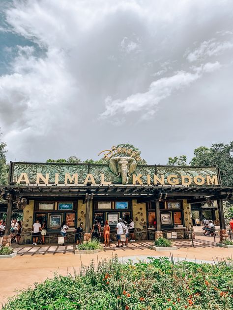 Animal Kingdom Aesthetic Disney, Disney World Vision Board, Disney World Parks Orlando, Disney Animal Kingdom Aesthetic, Animal Kingdom Photos, Disney Park Aesthetic, Animal Kingdom Aesthetic, Disney Parks Aesthetic, Theme Park Entrance