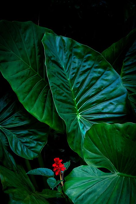 Tropical Forest Photography, Jungle Reference, Jungle Project, Forest Leaves, Rainforest Plants, Jungle Flowers, Leaf Photography, Jungle Leaves, Forest Plants