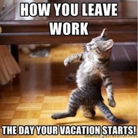 These Animals Sum Up Our True Feelings About Going On Vacation (Memes) Baby Massage, Naha, Vacation Meme, Real Estate Memes, Now Quotes, Vacation Humor, Leaving Work, Meme Gato, Work Memes