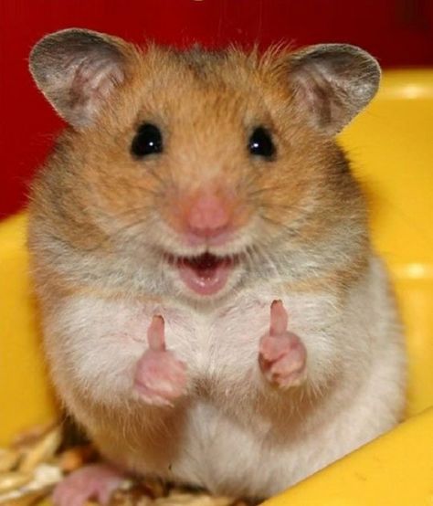 pinning just so I have this picture to reply to someone when they text me something stupid. Smiling Animals, Koci Humor, Cele Mai Drăguțe Animale, Funny Hamsters, Haiwan Lucu, Cute Hamsters, Pet Day, Haiwan Peliharaan, صور مضحكة