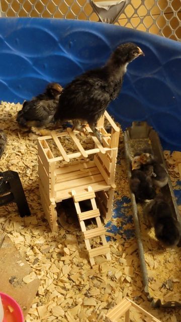 Tractor Supply Chicks, Chick Enrichment Ideas, Baby Chick Toys Diy, Toys For Baby Chicks, Chick Toys Diy, Chick Enrichment, Diy Chicken Ideas, Homemade Chicken Toys, Diy Chicken Stuff