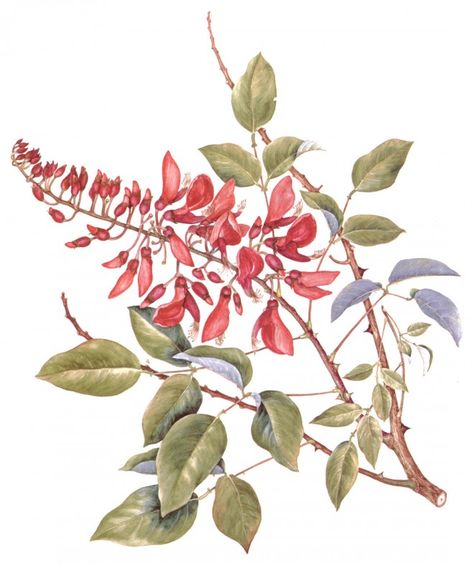 Malotts’ coral-tree (Erythrina 5 malotorum). Original watercolors by Geraldine King Tam Lilies Drawing, Coral Tree, Missouri Botanical Garden, Long Flowers, Pacific Islands, Ornamental Trees, Ornamental Plants, Growing Tree, Flowering Trees