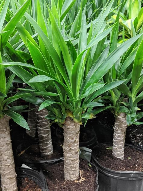 Yucca Tree Outdoor, Yuca Plant Indoor, Yucca Plant Indoor Living Room, Yucca Tree Indoor, Indoor Yucca Plant, Yukka Plant Outdoor, Yucca Plant Outdoor, Yucca Plant Landscaping, Yuka Plant