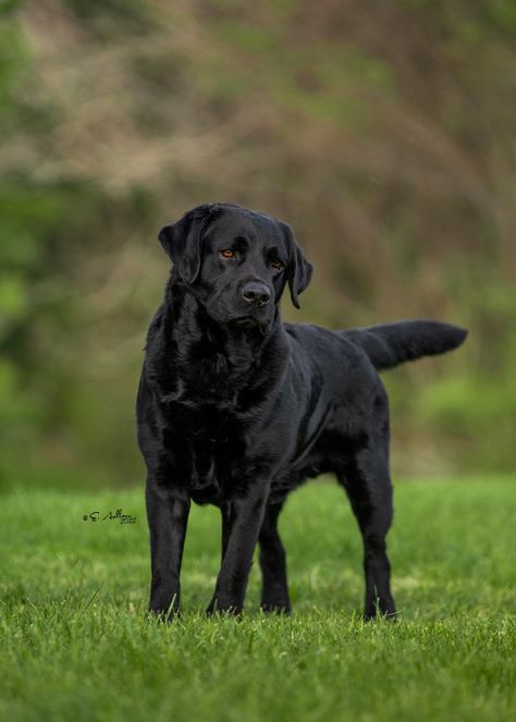 Black English Labrador, English Dog Breeds, Labra Dog Puppy, Black English Lab, English Black Lab, English Labrador Retriever, Labrador Nero, English Lab Puppies, Labs Dogs