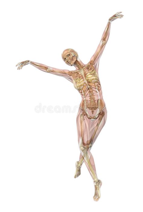 Skeleton with Muscles - Ballet Pose vector illustration Muscles, Ballet Skeleton, Muscle Pose, Skeleton Muscles, Ballet Pose, Pose Stock, Ballet Poses, A Level Art, 3d Render